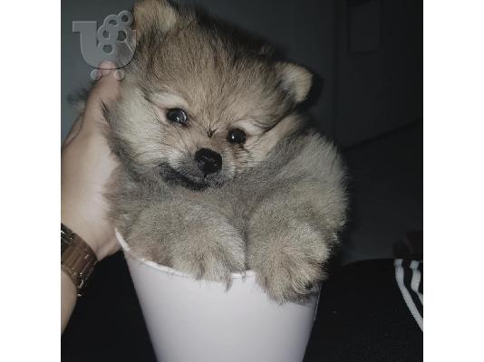 Pomeranian